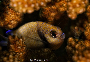 fish by Masa Biru 